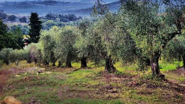 Pakistan to Send 100 Young Graduates to Italy for Olive Farming Training
