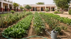 Punjab Directs Government Schools to Grow Seasonal Vegetables