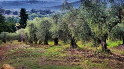 Pakistan to Send 100 Young Graduates to Italy for Olive Farming Training
